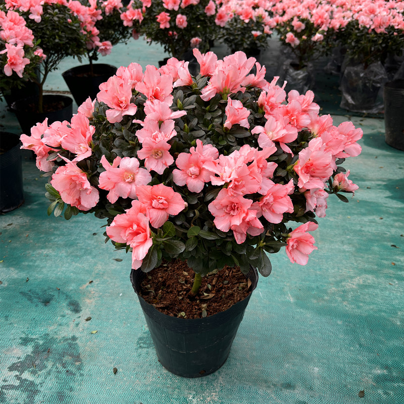 杜鹃花盆栽花卉观花植物庭院阳台西洋杜鹃映山红四季开花绿植盆景