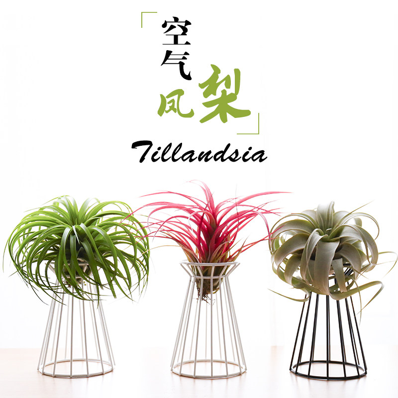 懒人无土植物空气凤梨创意家居室内桌面小型盆栽绿植微景观草花