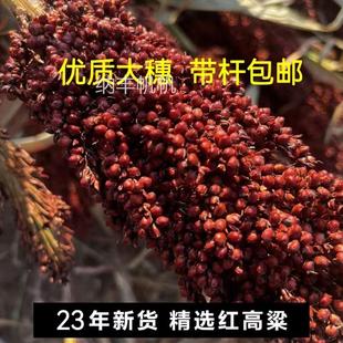 帶殼高粱米 整株高粱帶葉帶桿帶根1鳥糧鼠糧份斤結(jié)婚搬家紅高粱穗
