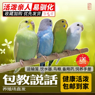 七彩虎皮鹦鹉云斑家养小宠物说话观赏鸟可繁殖亲人活鸟饲养大头鸟