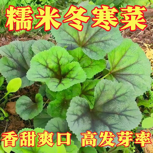 糯米冬寒菜高钙盆栽种子