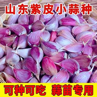 紫皮蒜瓣种子寒蒜苔蒜蒜苗蒜苔独头二水早红根香蒜硬叶大蒜种子