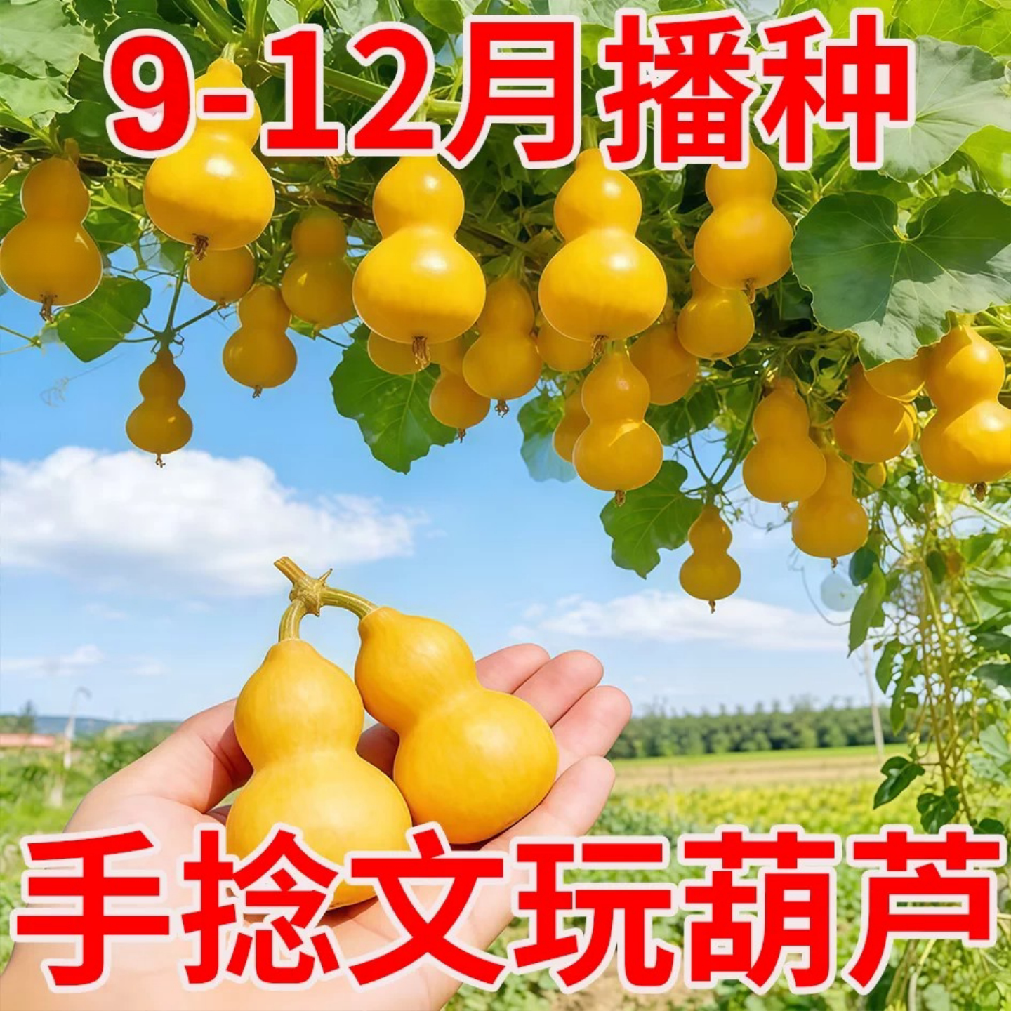 手捻小葫芦籽种子文玩葫芦盆栽种孑大全阳台庭院爬藤植物四季观赏