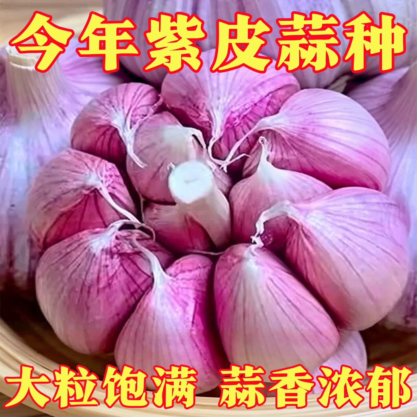 正品大蒜种子高产紫皮蒜种大果2026年农科院培育新种蒜苗蒜薹蒜黄