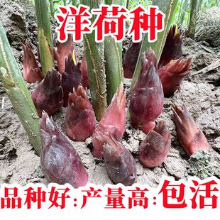 食用洋荷芽种子阳菏四季蔬菜洋荷笋洋霍阳合洋姜荷洋河种子耐寒