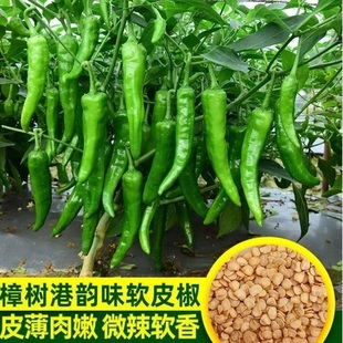 【超高产】樟树椒种子樟树高产辣椒种子优质湖南椒种子四季播种