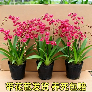 文心兰带花苞盆栽香水梦香兰兰花室内开花卉植物阳台耐寒绿植秋冬