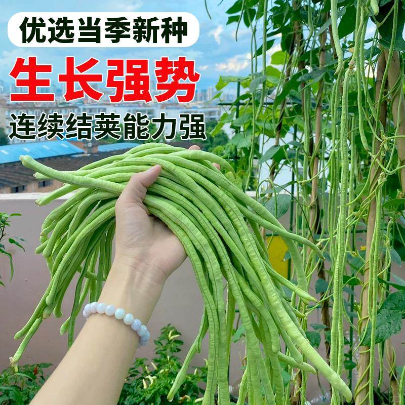 高产901豇豆早熟无筋春秋季摘不败压塌架爬藤四季豆籽高产豆角,鲜花速递/花卉仿真/绿植园艺,红掌/凤梨/温室花卉,淘宝优惠券,粉丝福利购,淘宝优惠卷