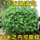 薄荷种籽子可食用四季 种植种子香水留兰香猫薄荷驱蚊室内阳台盆栽