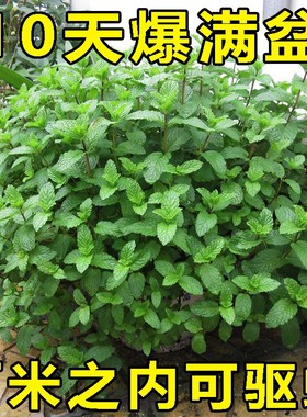 薄荷种籽子可食用四季种植种子香水留兰香猫薄荷驱蚊室内阳台盆栽