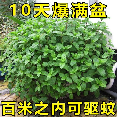 薄荷种籽子可食用四季种植种子香水留兰香猫薄荷驱蚊室内阳台盆栽