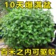 薄荷种籽子可食用四季 种植种子香水留兰香猫薄荷驱蚊室内阳台盆栽