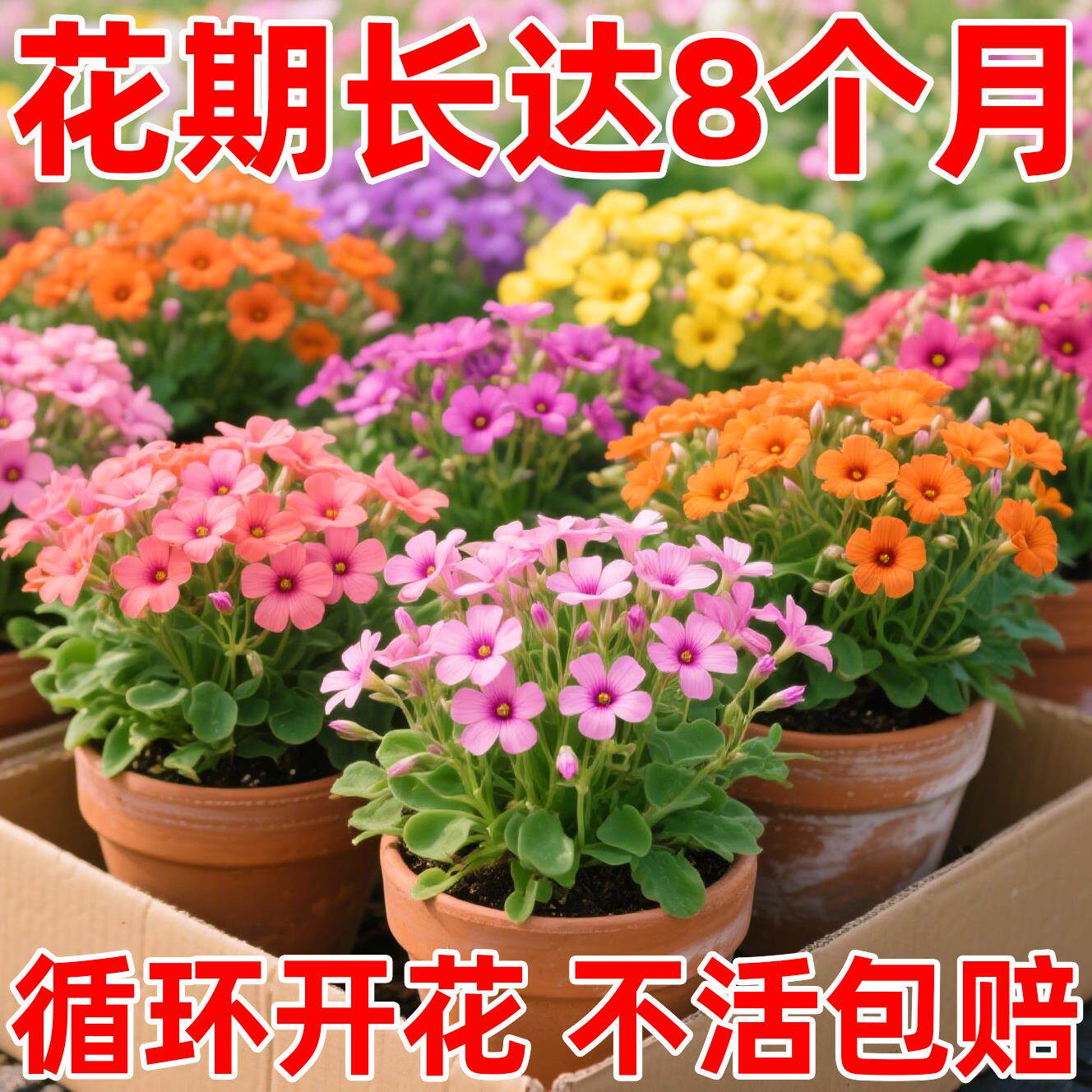 酢浆草紫叶红花多年生早花种球盆栽阳台耐热耐寒多年生花卉植物,鲜花速递/花卉仿真/绿植园艺,红掌/凤梨/温室花卉,淘宝优惠券,粉丝福利购,淘宝优惠卷