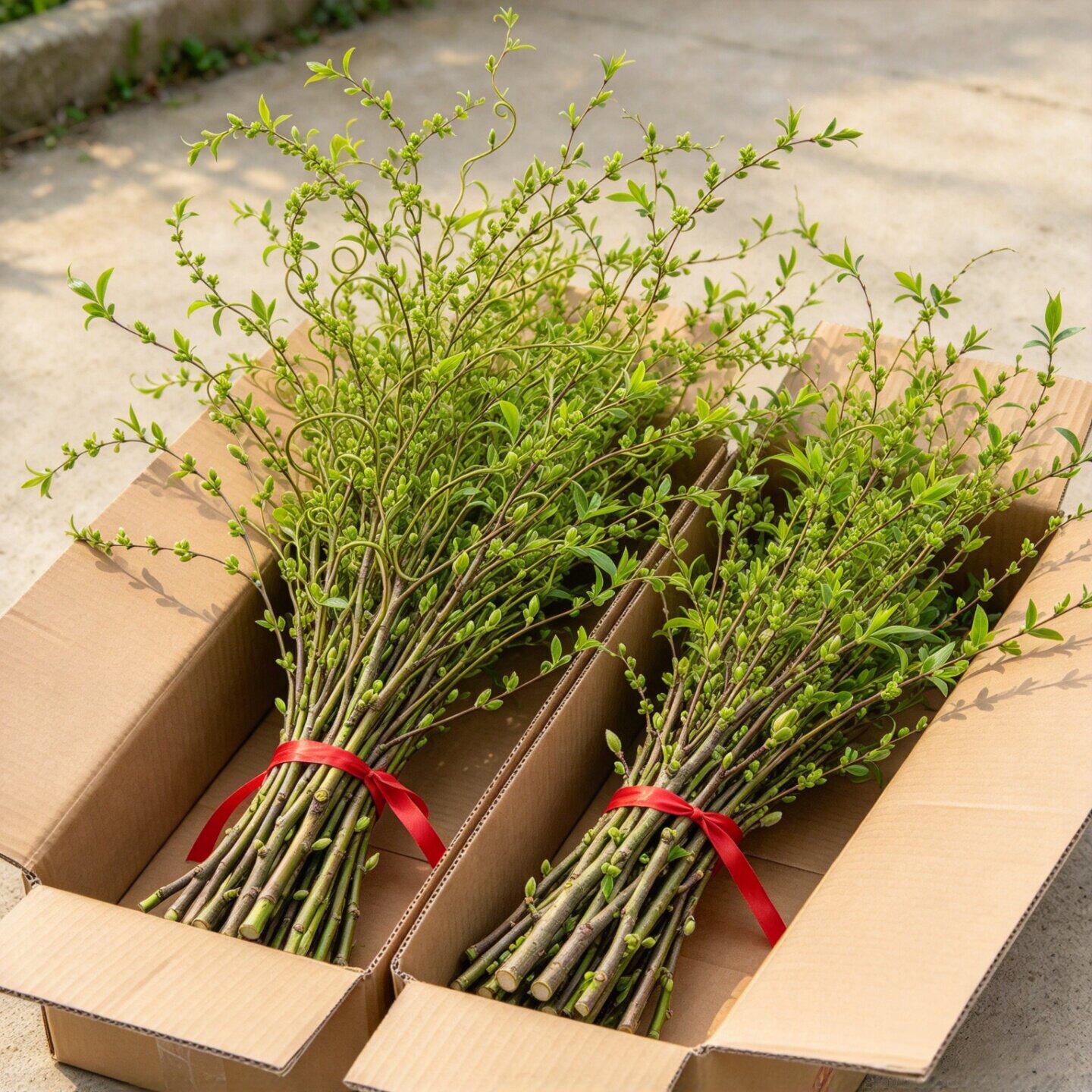 龙柳鲜枝水培植物室内好养绿植插花柳条干枝切花水养客厅吊钟盆栽
