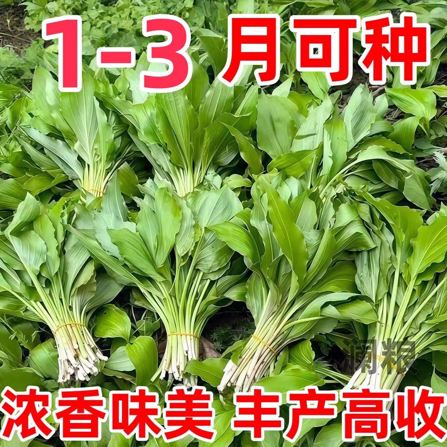 鹿耳韭种子四季皆宜种植高产地栽阳台小院南北方可种菜籽盆栽小院,鲜花速递/花卉仿真/绿植园艺,种苗/半成品盆栽,淘宝优惠券,粉丝福利购,淘宝优惠卷