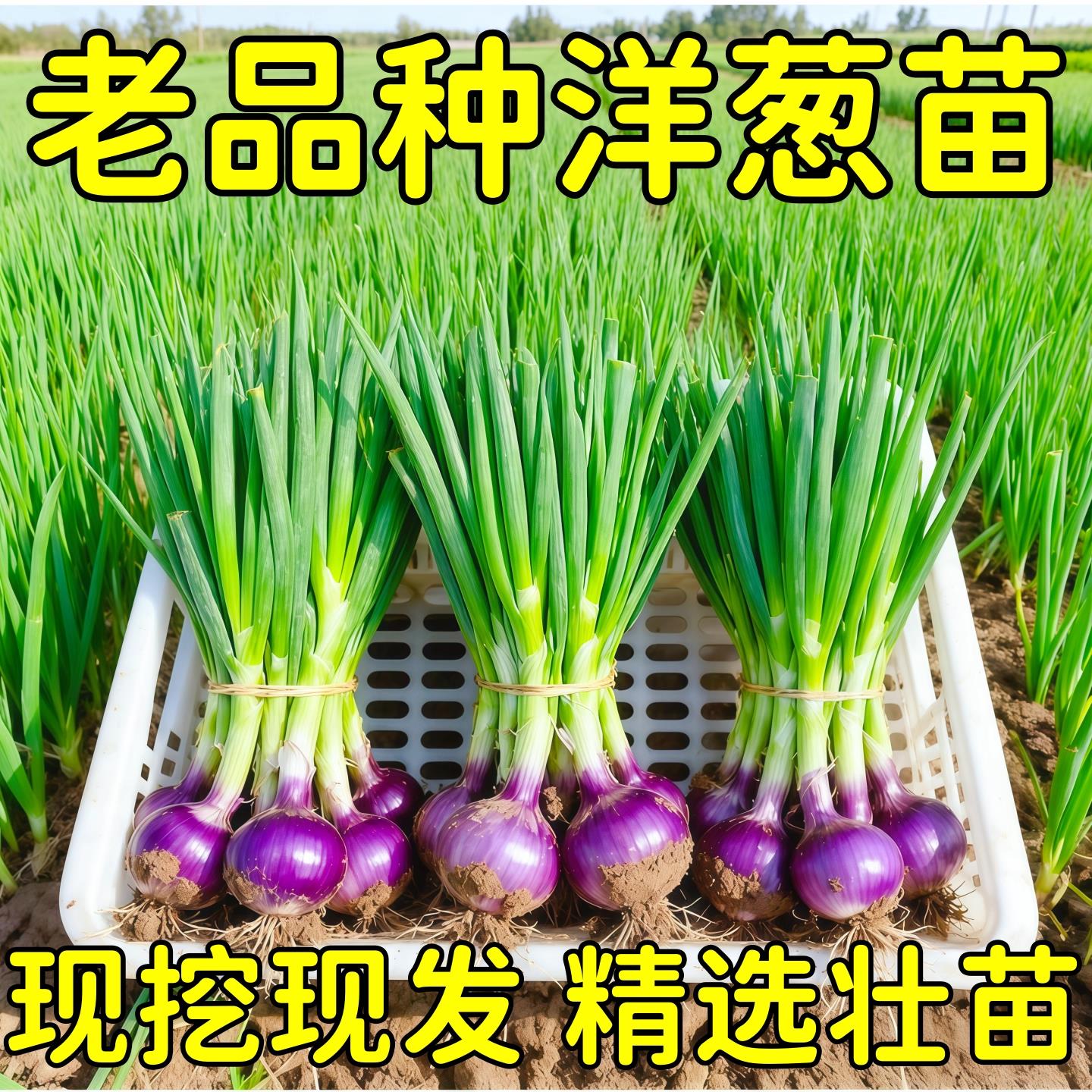 山东水果紫皮洋葱苗带根老品种