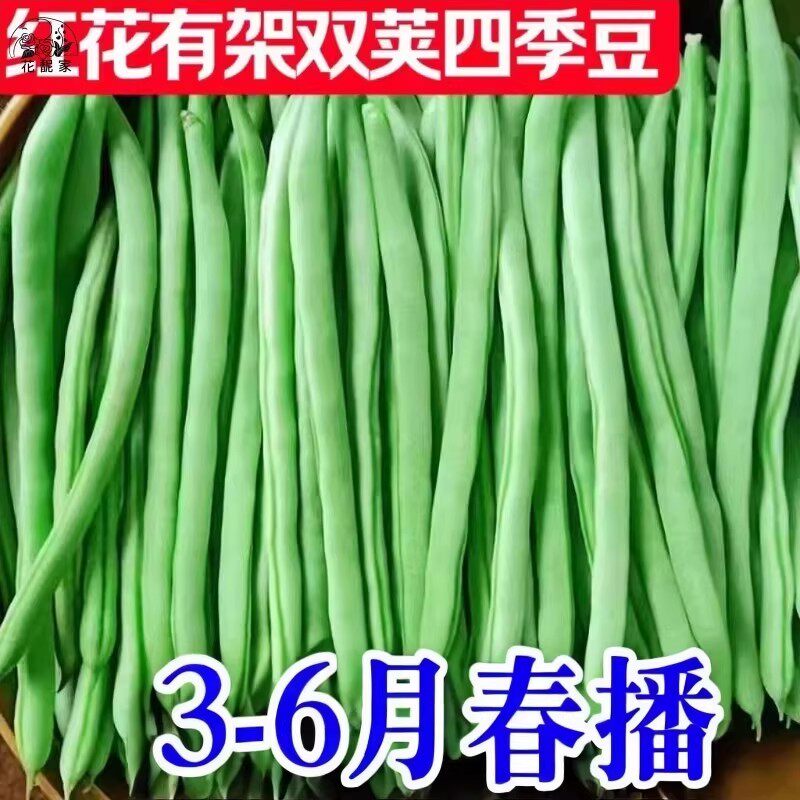 双花双荚红花有架四季豆新鲜早熟45天耐热耐寒软糯无筋无丝肉豆角