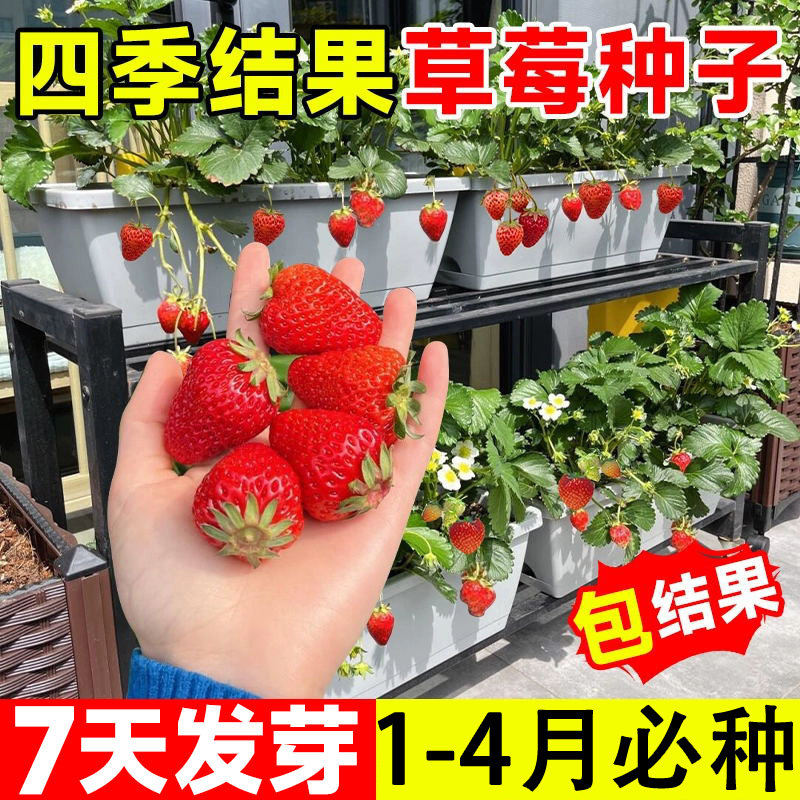 草莓种籽子四季易活结果奶油草莓丹东99水果种籽蔬菜大全种子孑,鲜花速递/花卉仿真/绿植园艺,种苗/半成品盆栽,淘宝优惠券,粉丝福利购,淘宝优惠卷