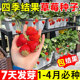 草莓种籽子四季 易活结果奶油草莓丹东99水果种籽蔬菜大全种子孑