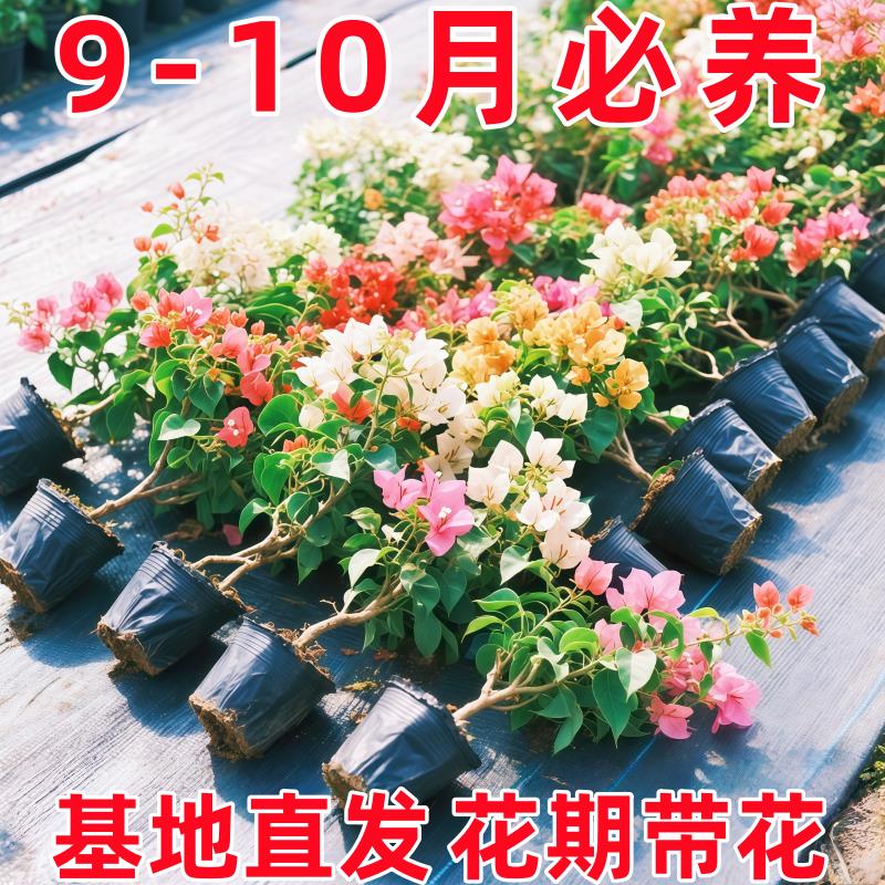 三角梅盆栽带花大盆飘枝垂丝老桩