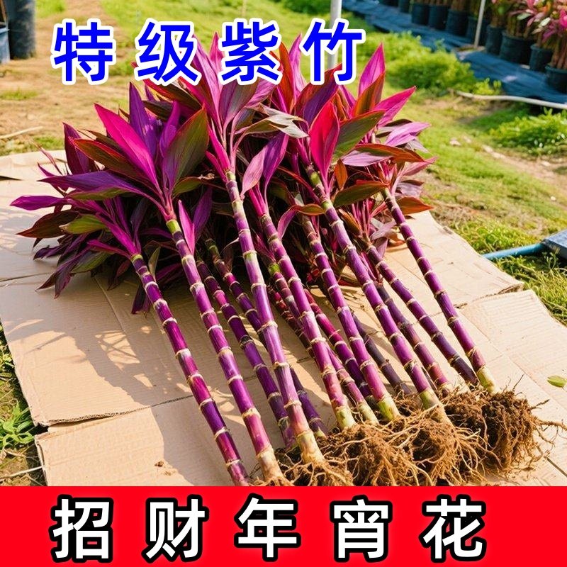 带根紫竹鸿运当头富贵竹水培绿植物盆栽粗杆客厅招财竹子室内花卉,鲜花速递/花卉仿真/绿植园艺,红掌/凤梨/温室花卉,淘宝优惠券,粉丝福利购,淘宝优惠卷