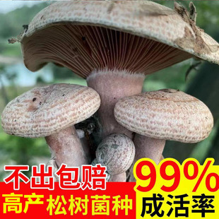 野生乌枞菌菌种包松菌寒纵菌黄碟菌重阳菌松纵菌松菇人工种植菌包
