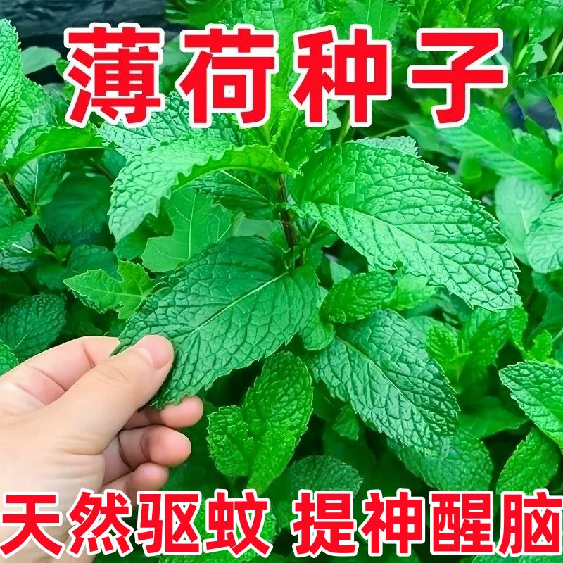 可食用薄荷种籽子留兰香柠檬苗猫薄荷四季播种室内阳台盆栽花种子