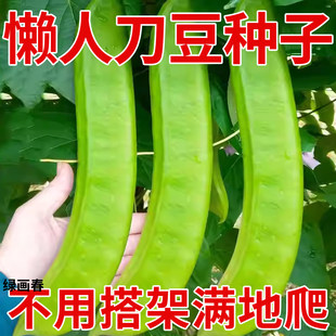 大刀豆种籽巨型大豆角大扁豆高产刀巴豆巴西豆四季豆种子蔬菜种籽