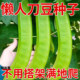 大刀豆种籽巨型大豆角大扁豆高产刀巴豆巴西豆四季 豆种子蔬菜种籽