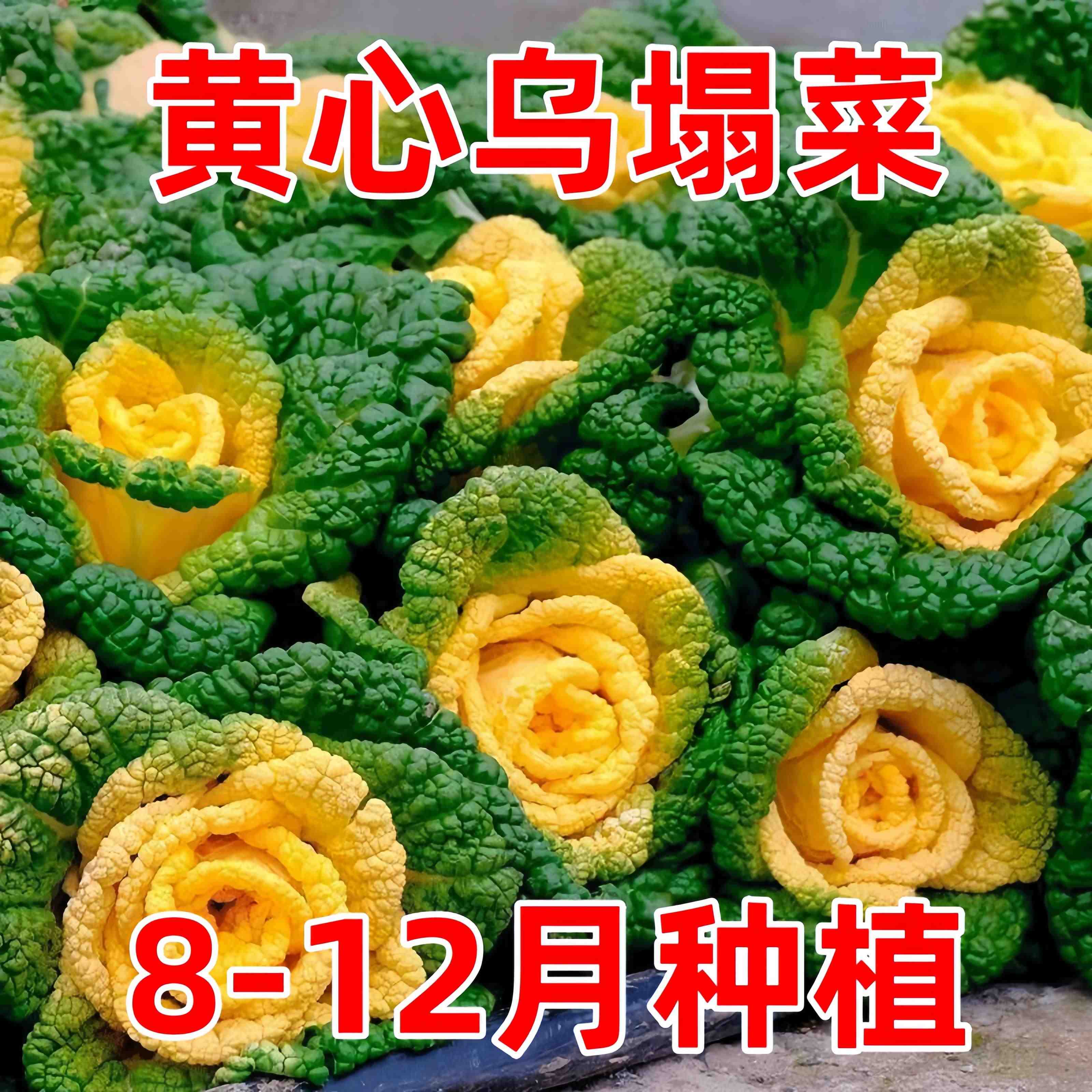 耐寒黄心乌塌菜大白菜