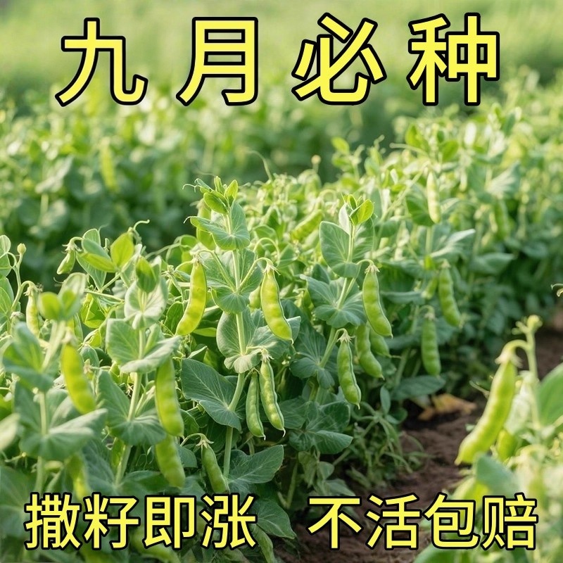 荷兰豆种子清甜脆嫩大肉高产