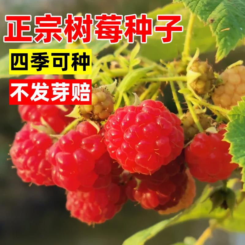 四季大果红树莓种子南北方盆栽庭院阳台南方耐寒北方种植当年覆盆
