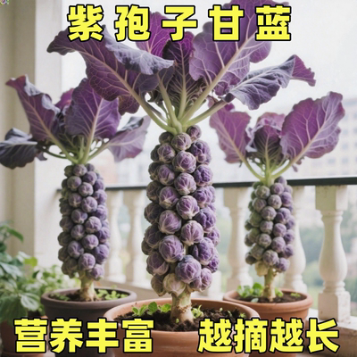 紫孢子甘蓝种籽四季种植易活