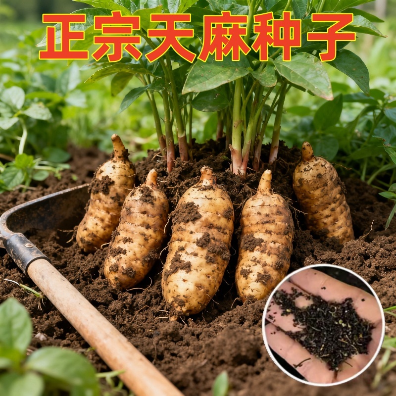 正宗天麻种子四季种植盆栽