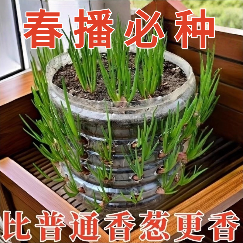 浓香型红葱头四季小香葱食用细小香葱阳台庭院红葱头新四川红葱头