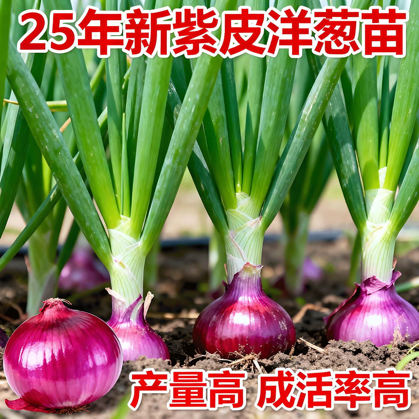 洋葱秧苗带根小苗紫皮山东圆葱