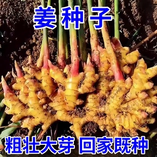 正宗云南小黄生姜种子种植苗带芽山东老姜阳台蔬菜种苗秧洋姜盆栽