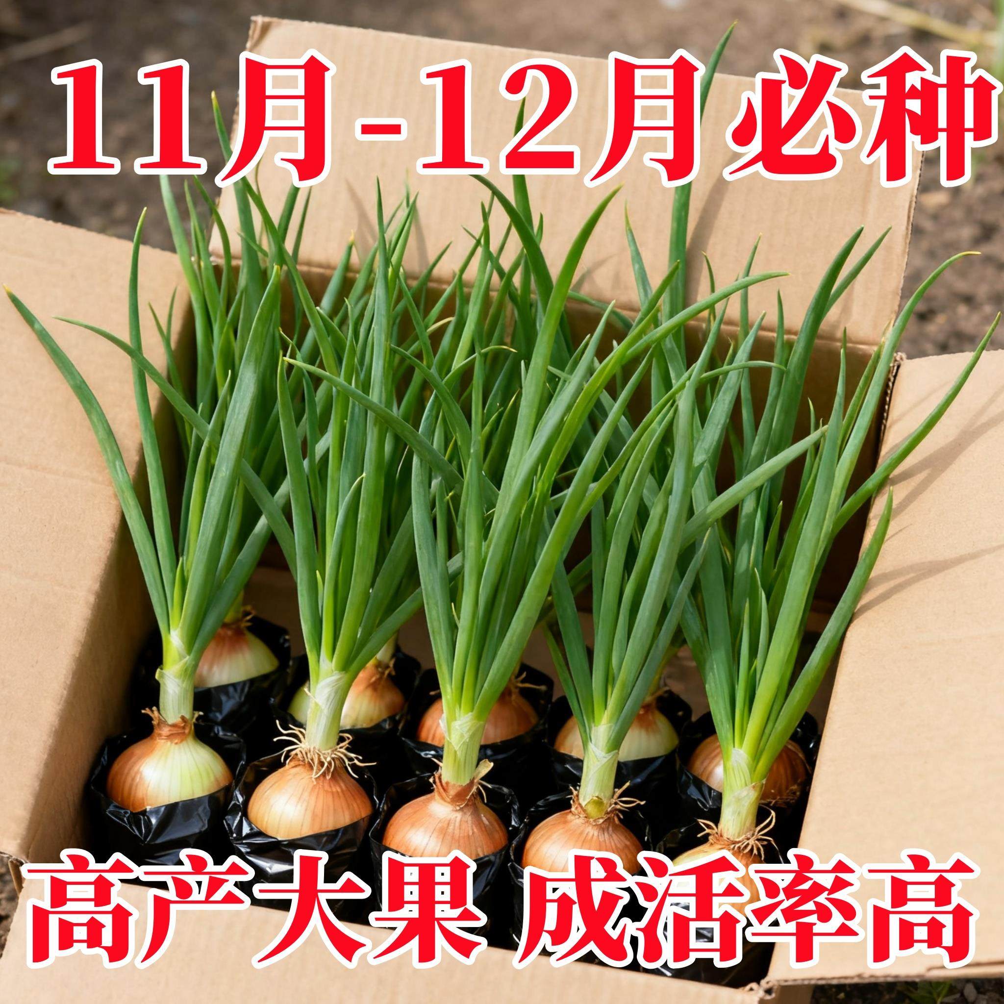 黄皮洋葱种苗四季种植紫皮圆葱阳台葱种籽农家秋冬季蔬菜种苗大全,农用物资,花卉林木种子/种苗/种球,淘宝优惠券,粉丝福利购,淘宝优惠卷