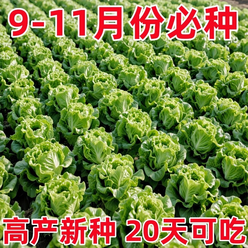 意大利生菜种子耐热高产蔬菜口感爽滑脆嫩农家阳台盆栽奶油生菜籽,鲜花速递/花卉仿真/绿植园艺,红掌/凤梨/温室花卉,淘宝优惠券,粉丝福利购,淘宝优惠卷