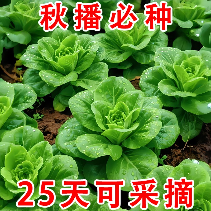 孔雀菜种子四季种沙拉生菜种籽