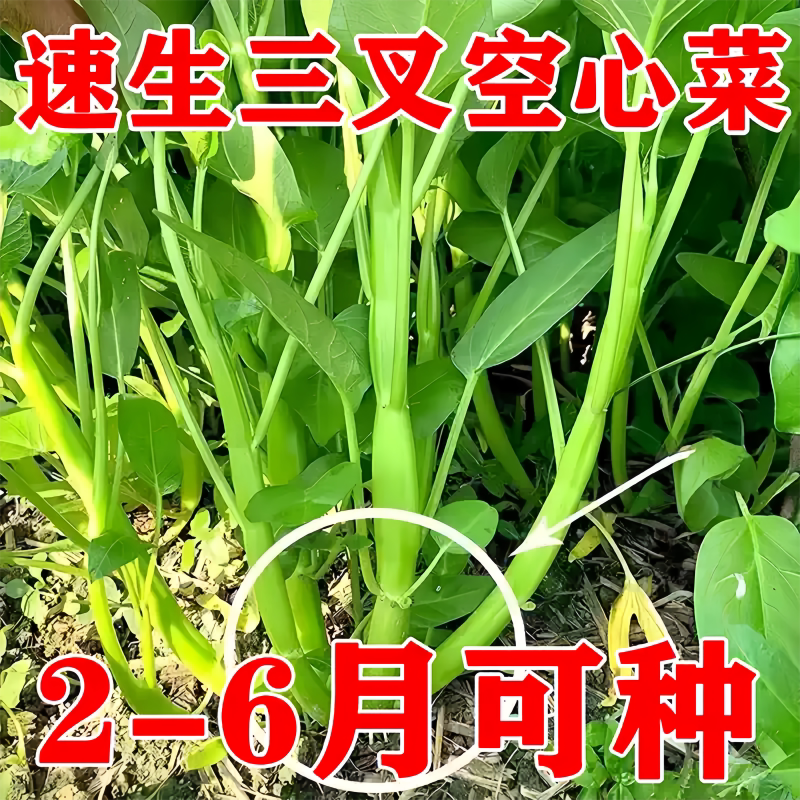 正宗高产三叉空心菜种籽柳叶通心菜种子四季阳台蔬菜种子盆栽菜园