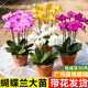 蝴蝶兰带花盆栽客厅室内四季 好养活植物兰花石斛兰花卉绿植大花苗