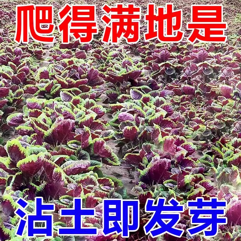 【割完又长】红苋菜种子大叶四季播大圆叶苋蔬菜籽阳台盆栽野菜籽