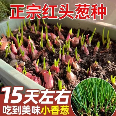 红葱头四川小香葱头四季