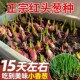红葱头四川小香葱头四季 小香葱可吃可种阳台多次采收农家火葱头种