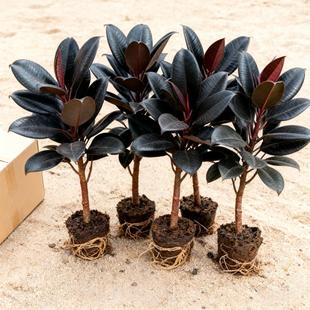 黑金刚橡皮树客厅大盆栽拗造型室内大型绿植办公室四季好养真植物