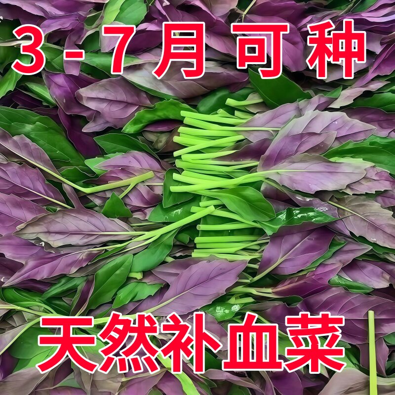 新鲜紫背菜时令蔬菜观音菜血皮菜紫背天葵叶子菜四川农家自种包邮