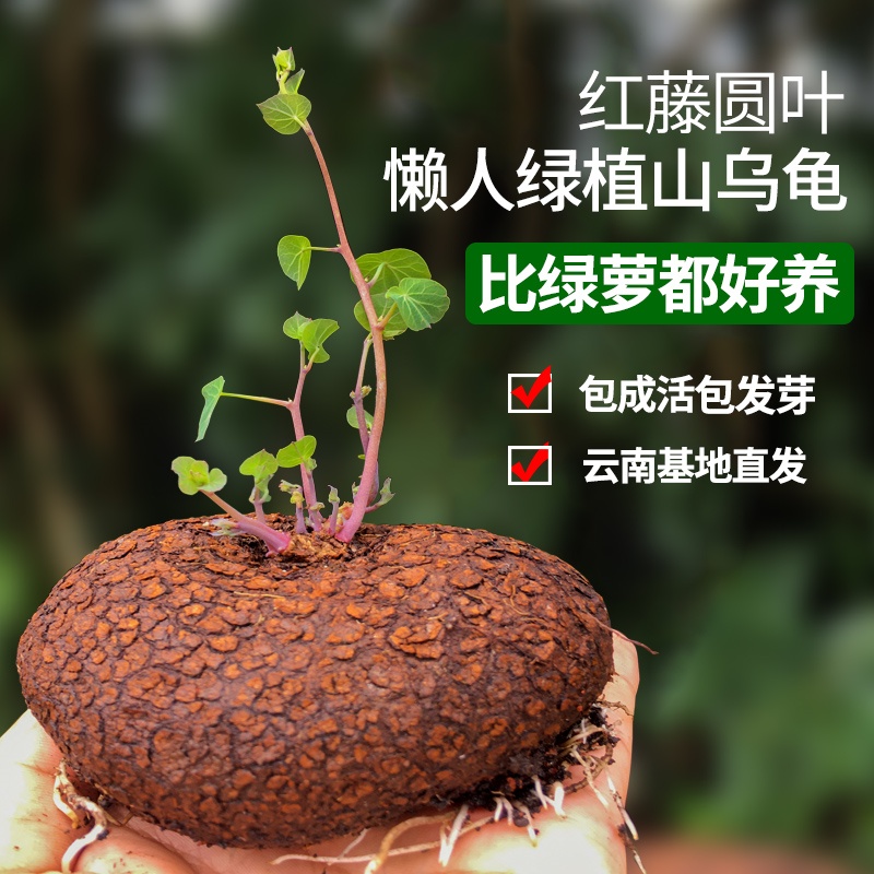 山乌龟爬藤植物一叶龟种球盆栽