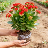 长寿花盆栽带花苞金狐狸四季 开大花易活好养室内绿植花卉多肉植物