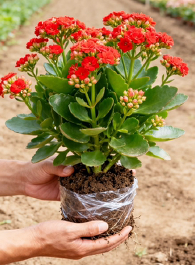 长寿花盆栽带花苞金狐狸四季开大花易活好养室内绿植花卉多肉植物